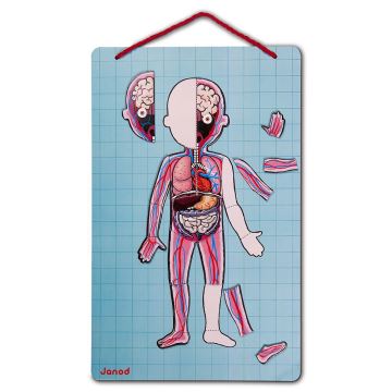 Janod - Puzzle magnético BODYMAGNET corpo humano