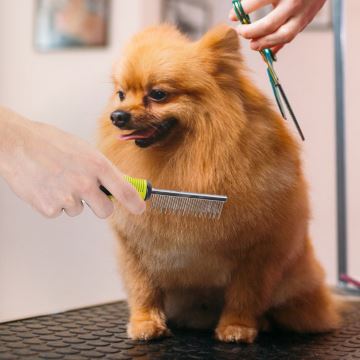 Nobleza - Pente para cães e gatos verde